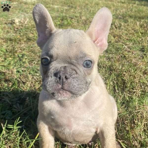 Coco, French Bulldog Puppy